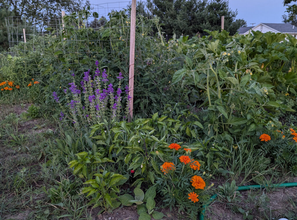 flourishing heirloom vegetable garden restoring the soil health in a natural landscape
