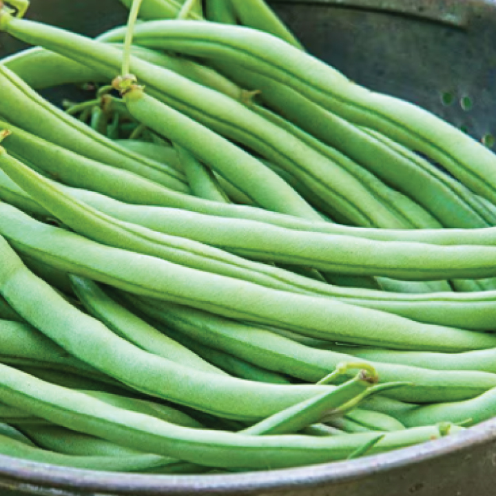 heirloom blue lake bush beans