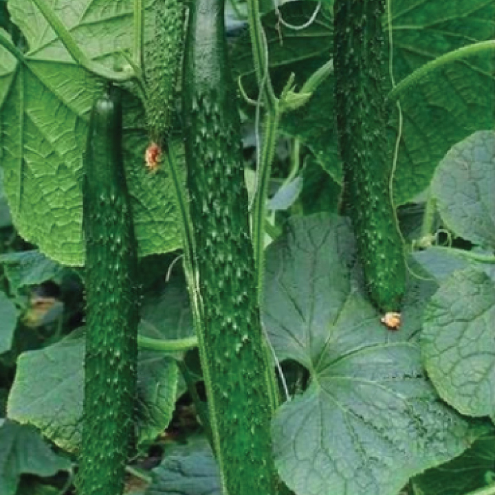 heirloom china jade cucumber