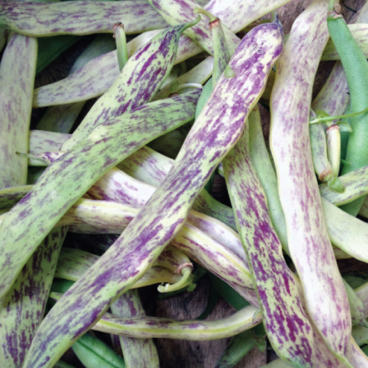 heirloom dragon tongue beans