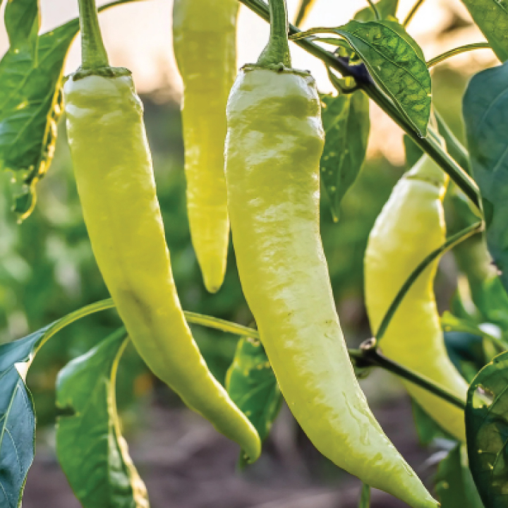 heirloom banana peppers