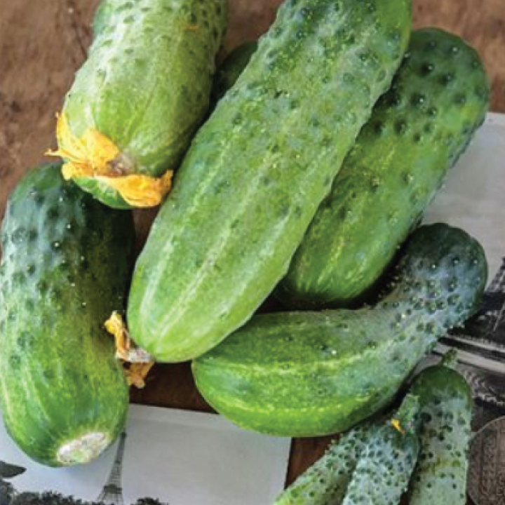 heirloom persian pickling cucumber