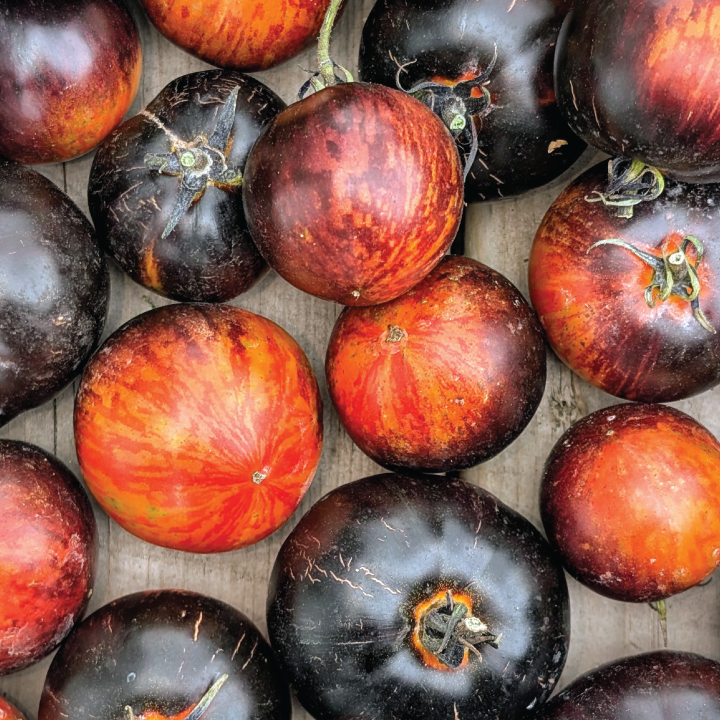 heirloom queen of the night tomato